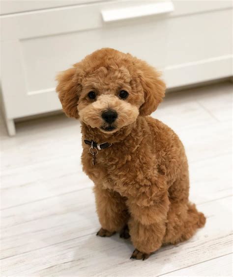 toy teddy bear poodle puppies for sale | Poodle puppy miniature, Toy ...