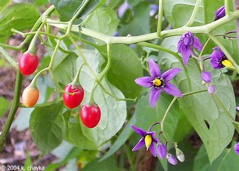 Solanum dulcamara (Bittersweet Nightshade): Minnesota Wildflowers