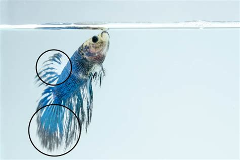 Fin Rot - Betta Fish Fin Rot Symptoms Causes Treatment Bettafish Org / This complete guide on ...