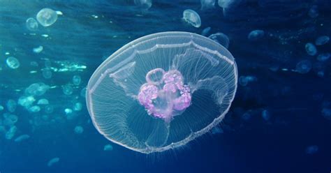 9-Year-Old TN Boy Discovers a Whole New Freshwater Jellyfish Species