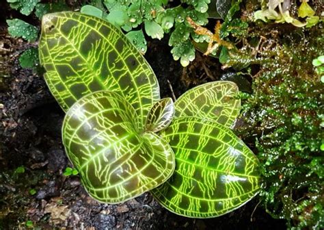 17 Unusual Houseplants You Won't Believe Exist - Smart Garden Guide