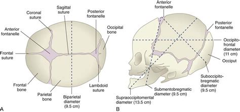 Fetal Skull Diagram | Nursing Notes, Midwife Assistant