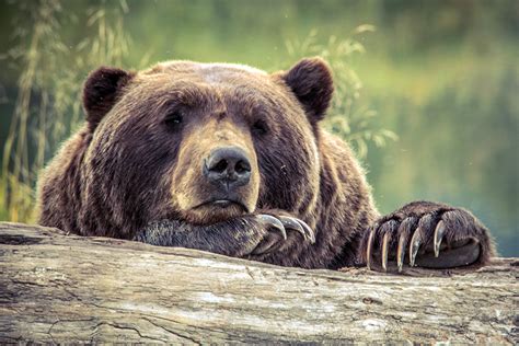 British Columbia Bans All Grizzly Bear Hunting | GearJunkie