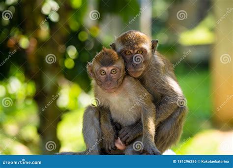 Two Little Monkeys Hug while Sitting on a Fence Stock Photo - Image of monkey, natural: 181296386