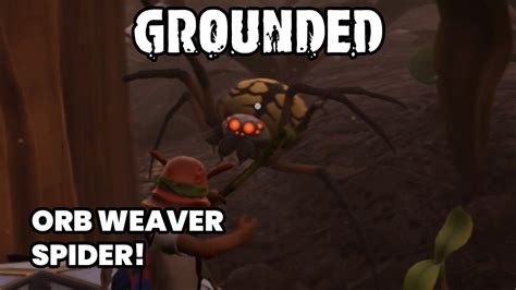 How to Defeat the Orb Weaver Spider in Grounded Game? - YouTube