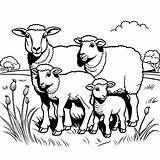 Mother sheep With lambs coloring Page Lulu Pages  Coloring sketch template