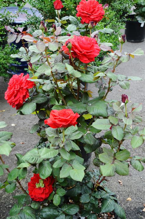 red flowers growing in the middle of a garden