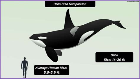 Killer Whale/Orca Size: How Big Are They Compared To Others?