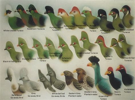 Turaco - Alchetron, The Free Social Encyclopedia