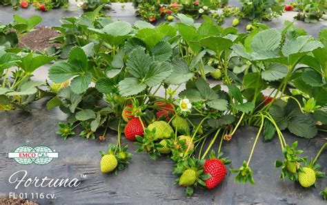 Strawberry Varieties in Chile – EMCO CAL