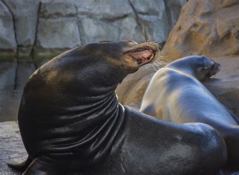 Barking Seal Free Stock Photo - Public Domain Pictures