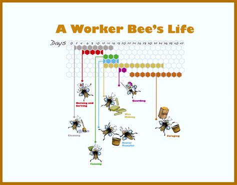 Bee-Educational Materials – Windham County Beekeepers