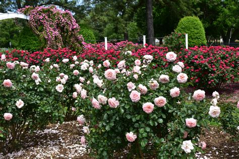 Huntington Park Rose Garden — PlantPop