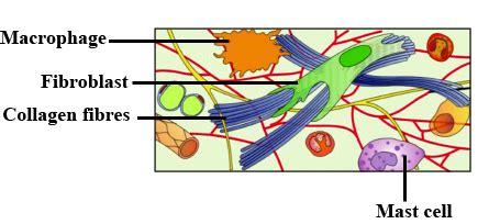 Connective Tissue Labeled