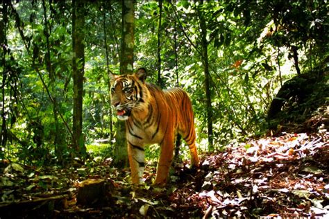 Deforestation in Sumatra carves up tiger habitats into ever smaller patches