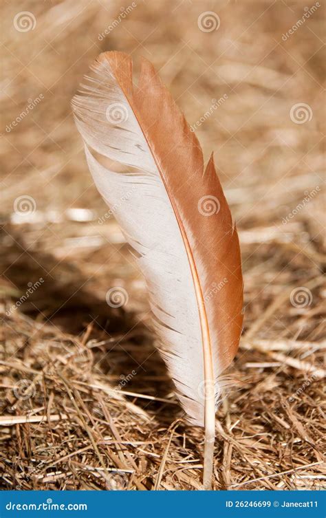 Chicken Feather stock image. Image of poultry, agriculture - 26246699