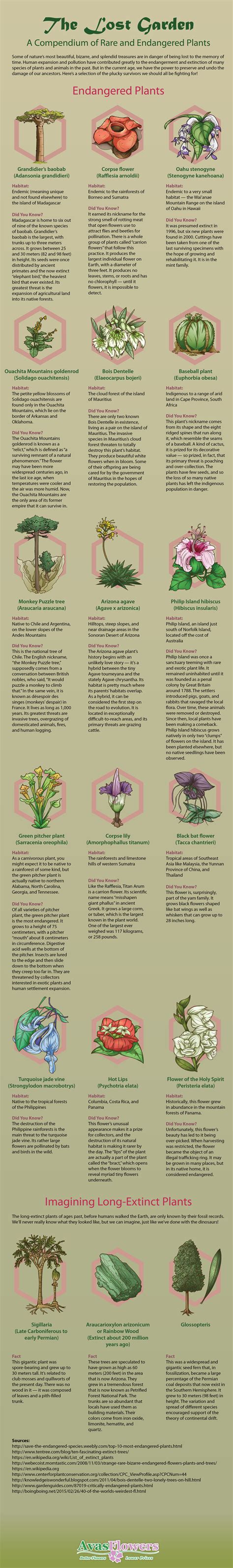 Infographic - Lost Garden: A Compendium of Rare and Endangered Plants | Avas Flowers