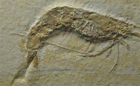 Shrimp Fossil image - Free stock photo - Public Domain photo - CC0 Images