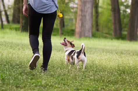 Happy Hounds Dog Training: Homepage