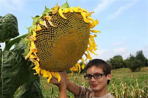 Top 10 Biggest Flowers in the World (Pictures)