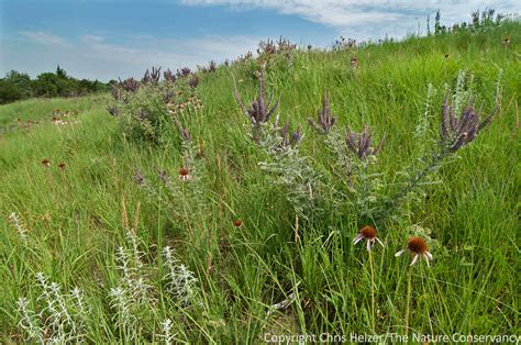 The Risks of Managing Prairies Exclusively for Plants | The Prairie Ecologist