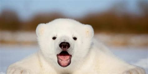 Declaran OSO POLAR EN PELIGRO DE EXTINCIÓN, causas y solución