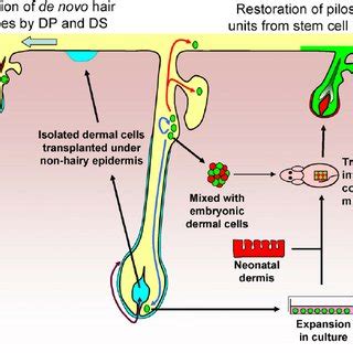 Hair follicle cycle. The different stages of the adult hair follicle... | Download Scientific ...