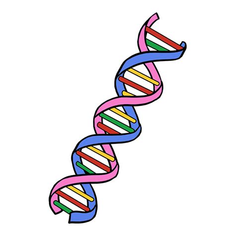 How to Draw DNA - Really Easy Drawing Tutorial | Dna drawing, Drawing ...