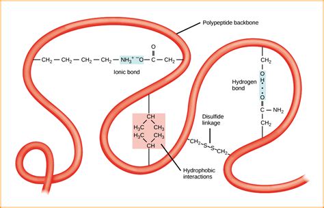 Protein Structure: Proteins are organized in tertiary Structure