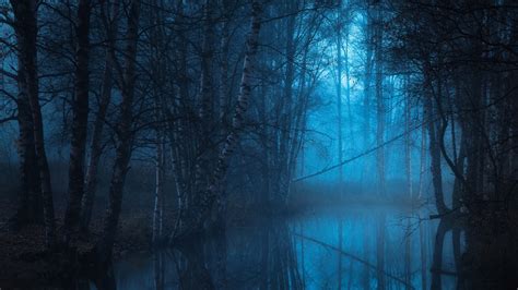 twilight, woodland, 4K, tree, blue landscape, water, swamp, blue hour, forest, wetland, riparian ...