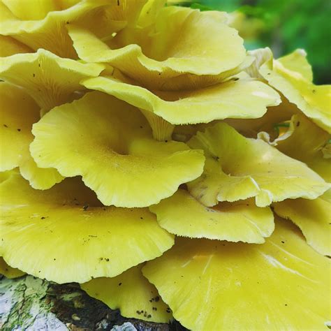 Are these golden oyster mushrooms? : r/mycology