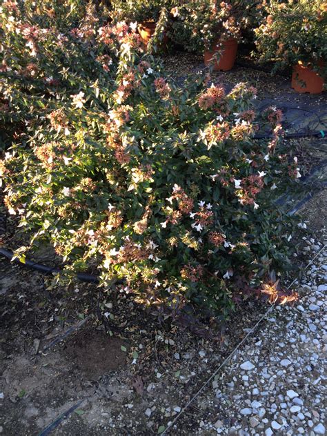 Abelia x grandiflora "Compacta" - Gorini Piante