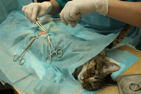 Arthroscopic Surgery in Cats - Procedure, Efficacy, Recovery, Prevention, Cost