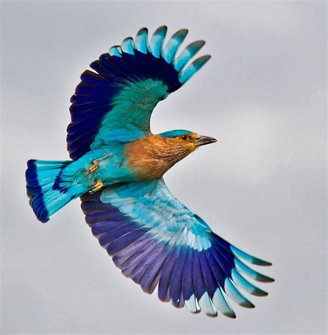 Indian roller in flight | Rollers & Co | Pinterest | Bird and Animal