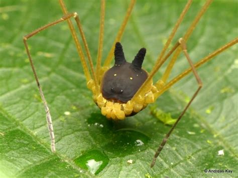 The Bunny Harvestman Opillone – Brian.Carnell.Com