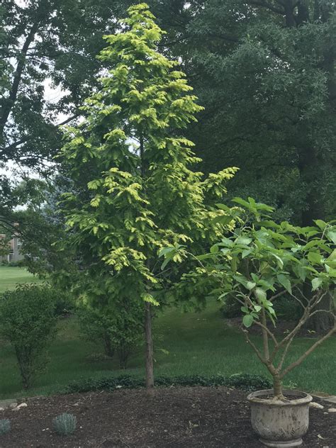 Gold Rush Dawn Redwood | Golden Foliage & Fast-Growing