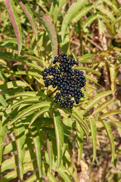 Snakeweed Plant Stock Photos, Pictures & Royalty-Free Images - iStock