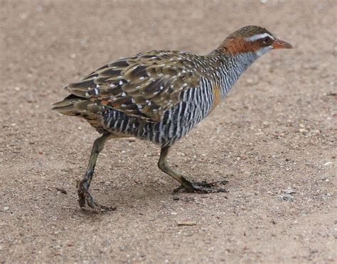 Buff-banded Rail | BIRDS in BACKYARDS