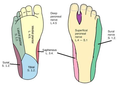 Dermatomes Of Leg And Foot