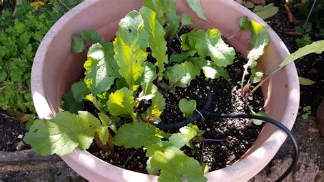 California Gardening: Growing Purple Daikon Radish In Containers