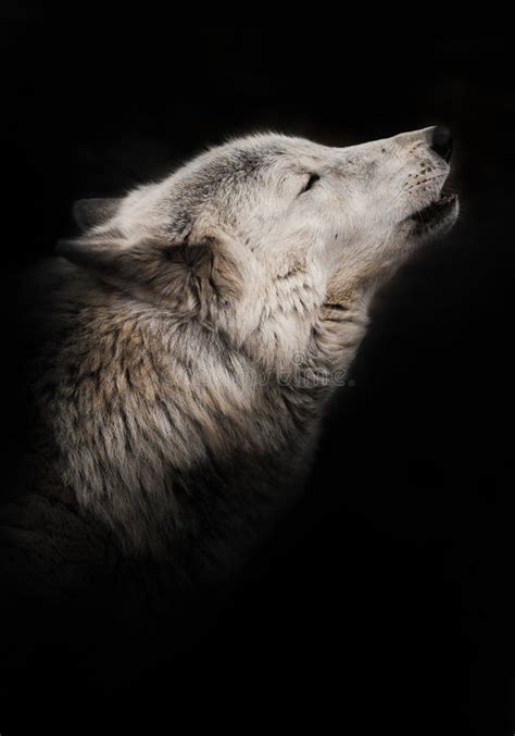 Sad Wolf Howl