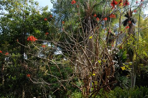 Erythrina lysistemon (Coral tree)