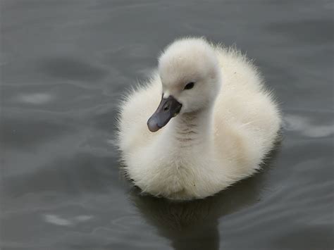 Baby Swan - Etsy