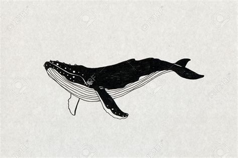 mariner antique whale - Google Search | Whale illustration, Whale tattoos, Whale drawing