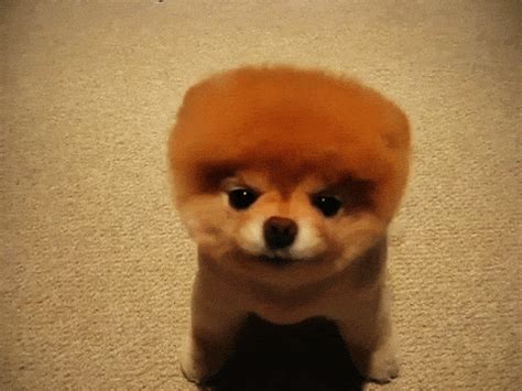 Image - Clipped pomeranian lick.gif | Poochpedia | Fandom powered by Wikia