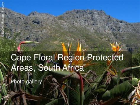 Cape Floral Region Protected Areas, South Africa