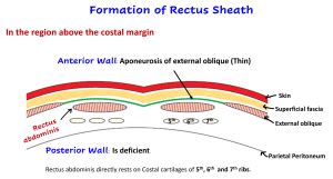 Rectus Sheath – Anatomy QA