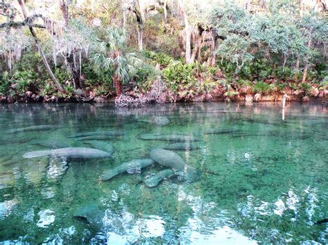 Encounter the Gentle Giant Manatees at Blue Springs State Park – Different Adventures