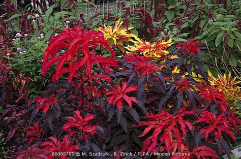 Joseph's-coat Amaranth stock photo - Minden Pictures