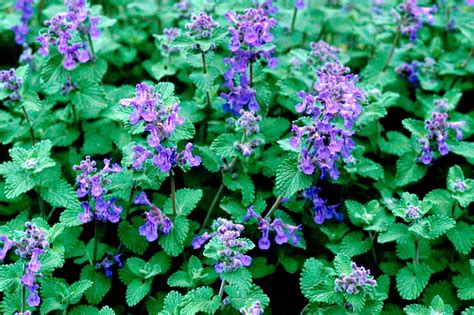 Catnip vs. Catmint: Know the Differences Before You Plant